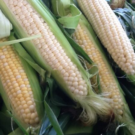 Farmer's Market Corn in Husks